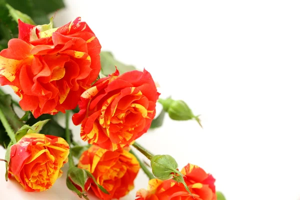 Μπουκέτο από πολύχρωμα τριαντάφυλλα, μικρό σπρέι — Φωτογραφία Αρχείου