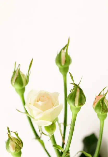 Μπουκέτο από πολύχρωμα τριαντάφυλλα, μικρό σπρέι — Φωτογραφία Αρχείου