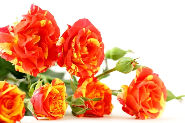 Bouquet of multicolored roses, small sprays — Stock Photo, Image