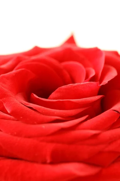 Macro mooie rode roos achtergrond — Stockfoto