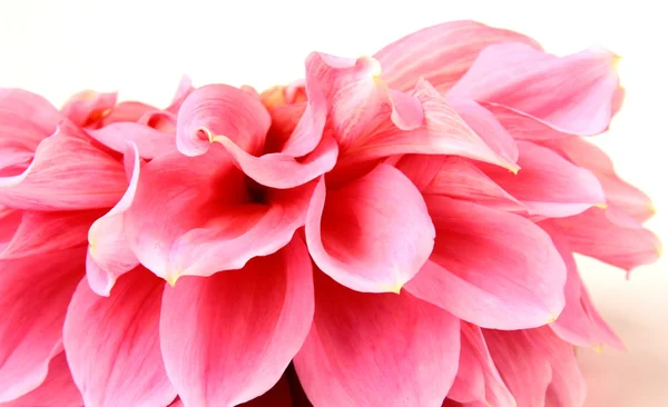 Růžový dahlia květiny na bílém detail — Stock fotografie