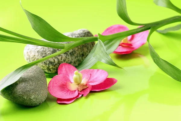 Gren av bambu, stenar och orkidéer på en grön bakgrund, spa koncept — Stockfoto