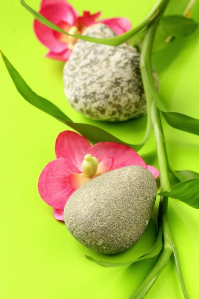 Pobočka bambus, kameny a orchideje na zeleném pozadí, spa koncept — Stock fotografie