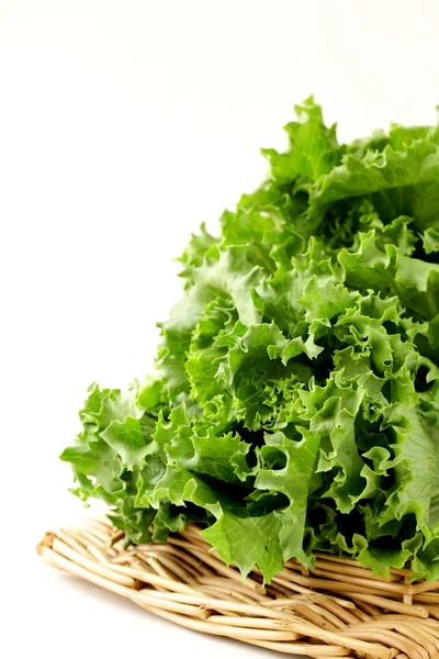Green lettuce on the fence stand on a white background — Stock Photo, Image