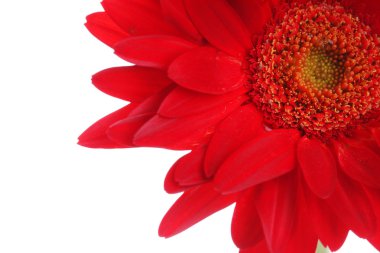 Kırmızı gerbera ve beyaz su damlası ile yaprakları