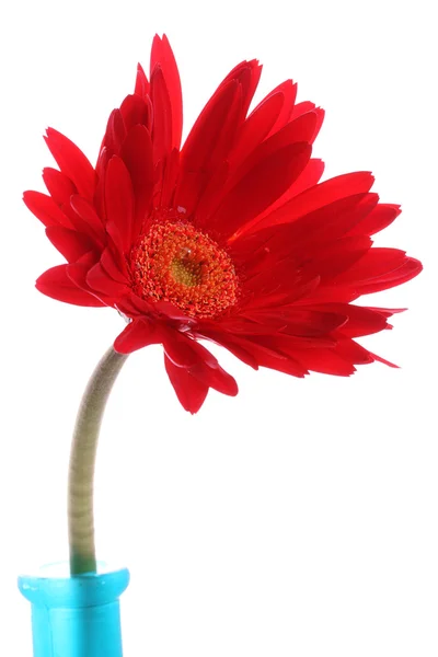 Gerbera vermelha fresca em vaso redondo — Fotografia de Stock