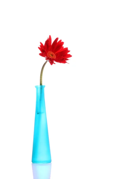 Frische rote Gerbera in runder Vase — Stockfoto