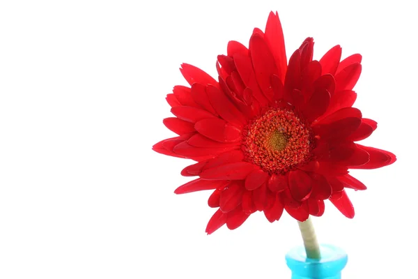 圆花瓶里的新鲜红色非洲菊 — 图库照片