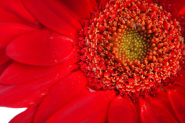 Rote Gerbera und Blütenblätter mit Wassertropfen auf weißem Grund — Stockfoto