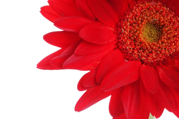 Gerbera rossa e petali con goccia d'acqua su bianco — Foto Stock