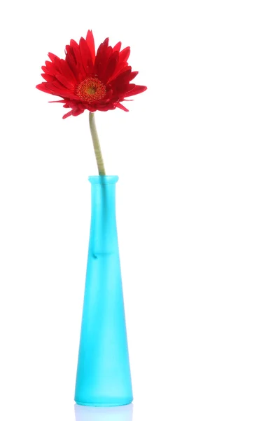 Gerbera rouge frais dans un vase rond — Photo