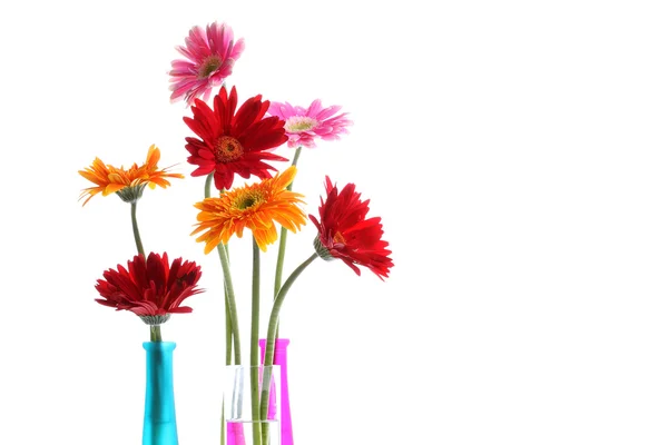 カラフルな gerbers の花 — ストック写真