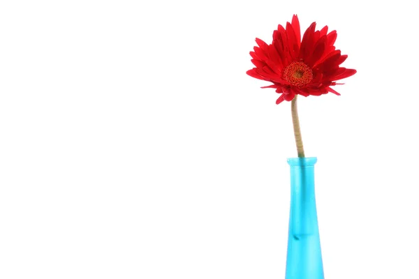 圆花瓶里的新鲜红色非洲菊 — 图库照片