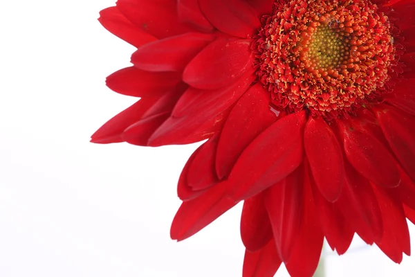 红色非洲菊和用水的花瓣放在白色 — 图库照片