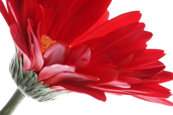 ガーベラ赤と白の水低下の花びら — ストック写真