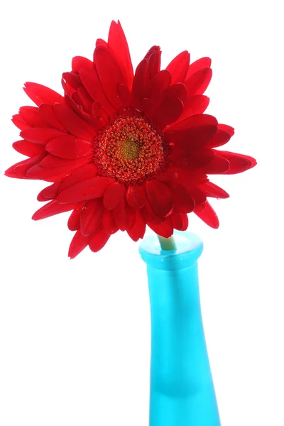 Gerbera rouge frais dans un vase rond — Photo