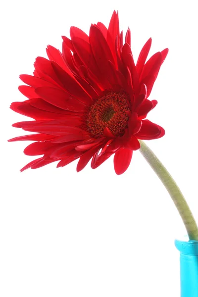Gerbera vermelha fresca em vaso redondo — Fotografia de Stock