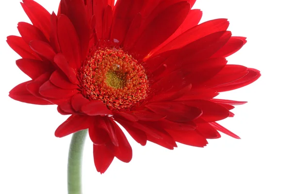 Gerbera rossa e petali con goccia d'acqua su bianco — Foto Stock