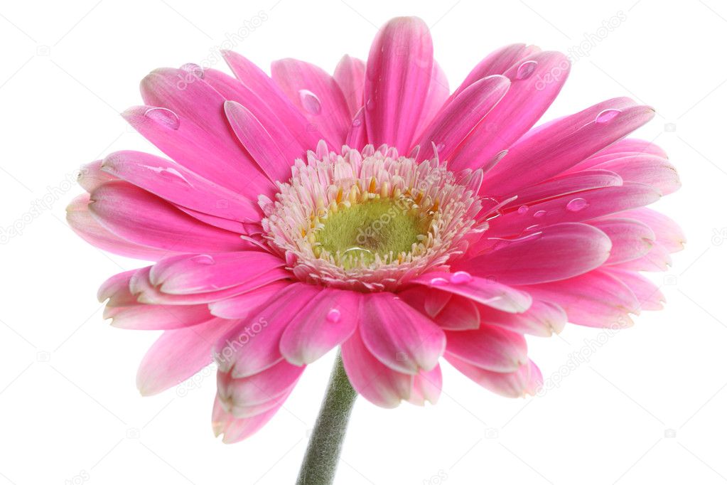 Fresh pink gerbera in with dew
