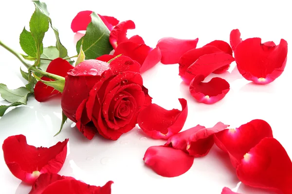 Rote Rosen & Blütenblätter — Stockfoto