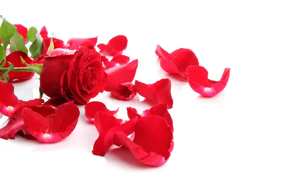 Rosa Vermelha & Pétalas — Fotografia de Stock