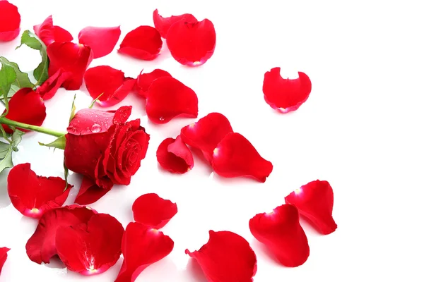 Rosa roja y pétalos —  Fotos de Stock