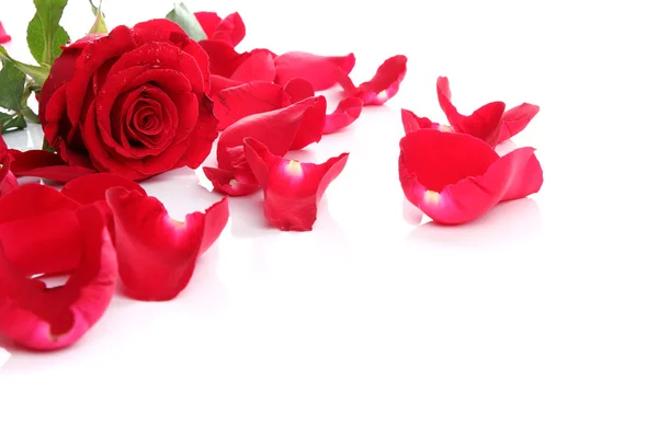 Rosa rossa & petali Foto Stock