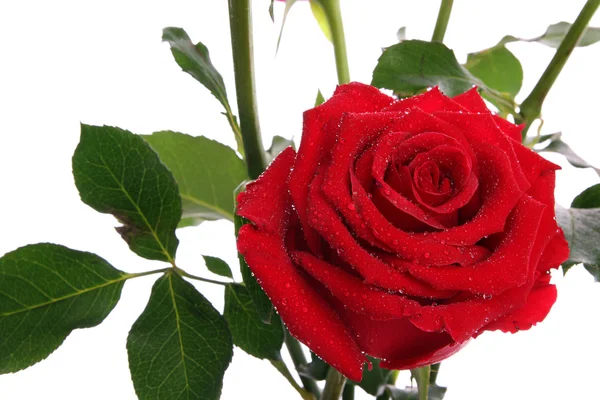 露に赤いバラ — ストック写真