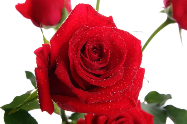 Rosas rojas con rocío —  Fotos de Stock