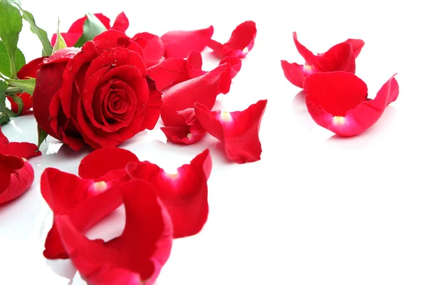 Rose rouge & pétales — Photo