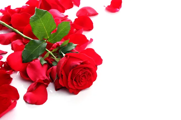 Rode Rose & bloemblaadjes — Stockfoto