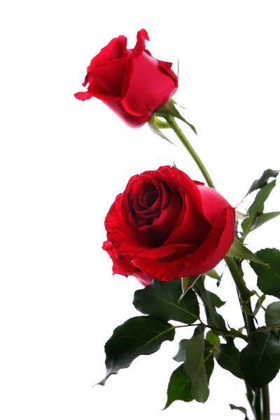 Two dark red roses isolated on white — Stock Photo, Image