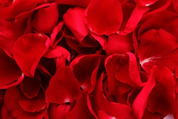 stock image Beautiful petals of red roses