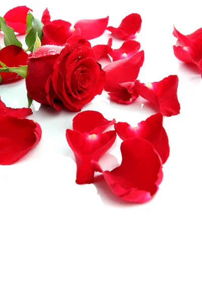 Rosa roja y pétalos — Foto de Stock