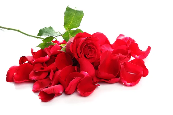 Rosa roja y pétalos — Foto de Stock
