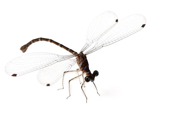 stock image Dragonfly