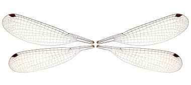 Dragonfly wings clipart