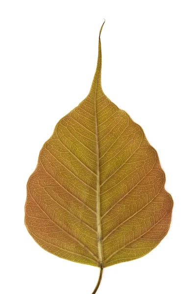 Bodhi tree leaf — Stock Photo, Image