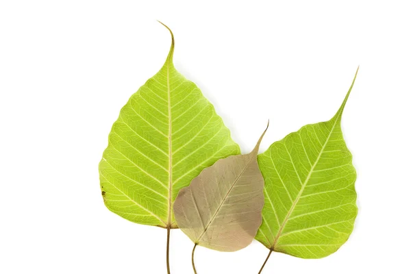 stock image Bodhi tree leaf