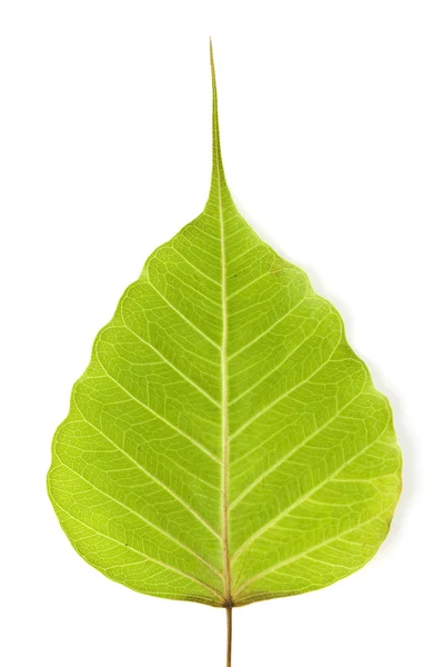 stock image Bodhi tree leaf