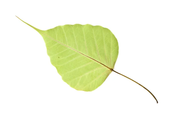 stock image Bodhi tree leaf