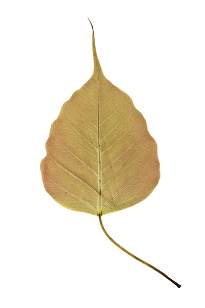 Liść drzewa Bodhi — Zdjęcie stockowe