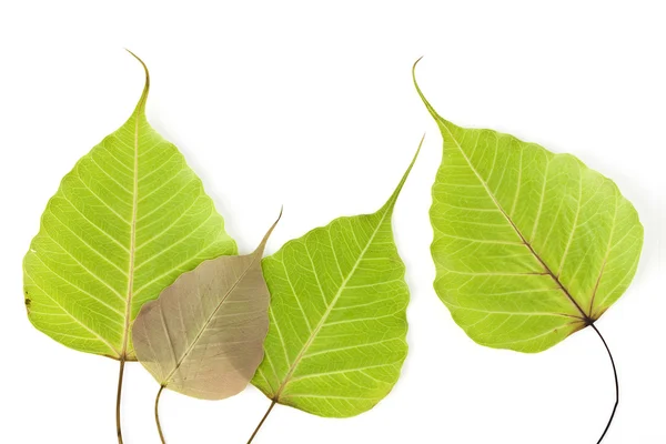 stock image Bodhi tree leaf