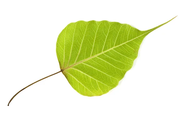Bodhi tree leaf Royalty Free Stock Photos
