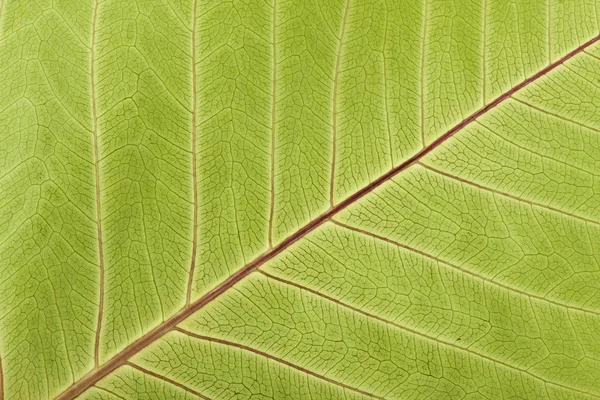 Close-up de veias foliares — Fotografia de Stock