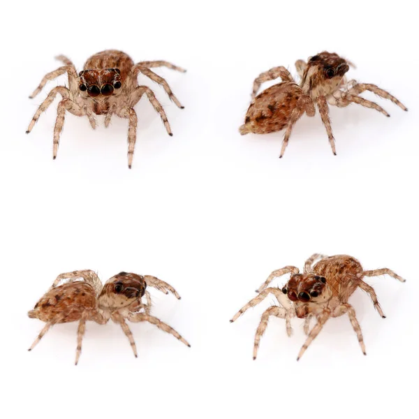 stock image Jumping Spiders