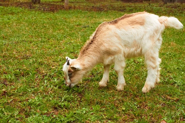 Goatling on the pasture — Stock Photo, Image