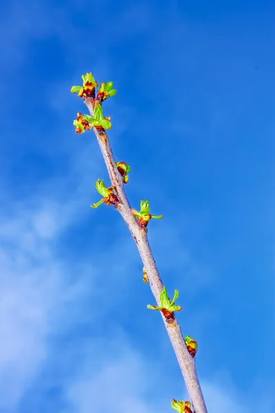 Cherry stronk in het voorjaar — Stockfoto
