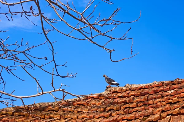 Paloma de pie sobre un viejo techo de baldosas — Foto de Stock
