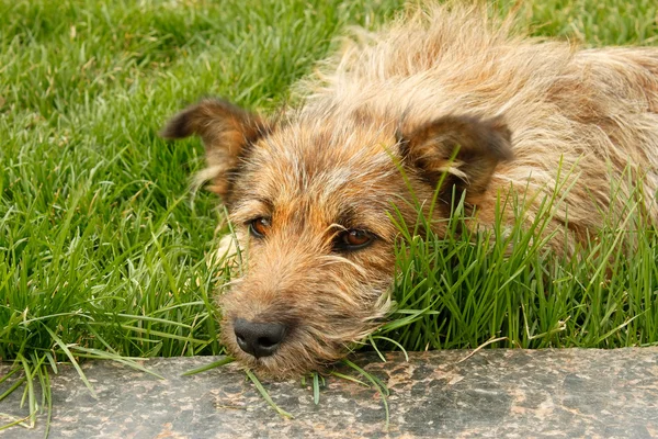Cão vadio deitado na grama verde — Fotografia de Stock